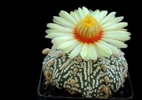 أزهار الصبار Cactus-flowers-11