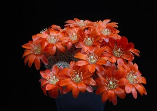 أزهار الصبار Cactus-flowers-12