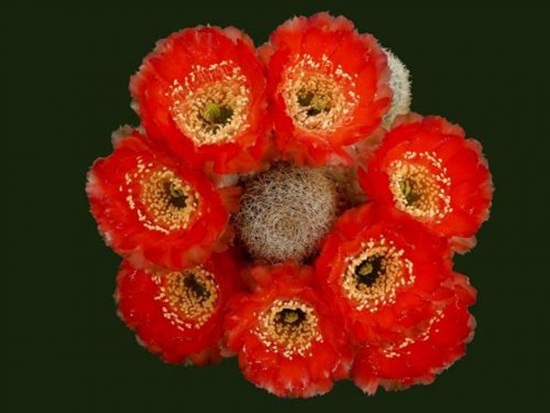 أزهار الصبار Cactus-flowers-13