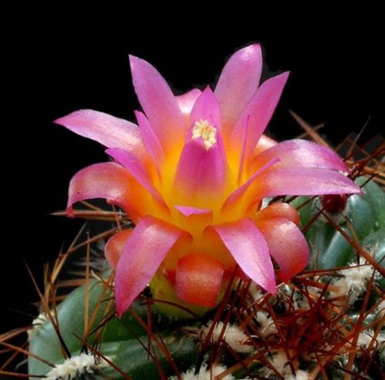 أزهار الصبار Cactus-flowers-15