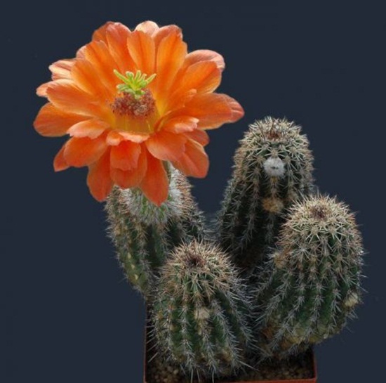 أزهار الصبار Cactus-flowers-16