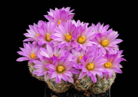 أزهار الصبار Cactus-flowers-17