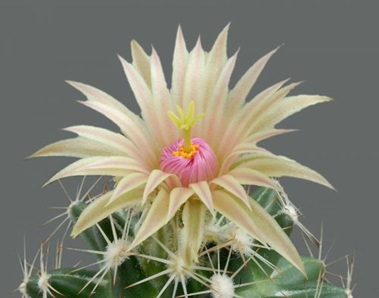 أزهار الصبار Cactus-flowers-18