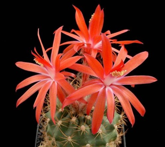 أزهار الصبار Cactus-flowers-21