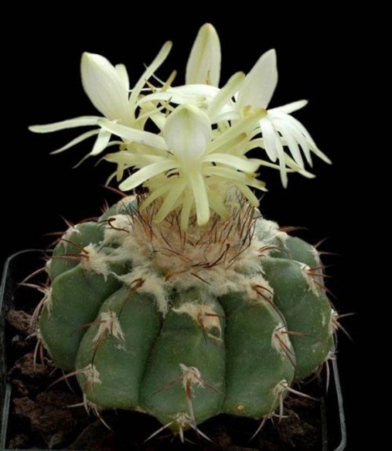 أزهار الصبار Cactus-flowers-24