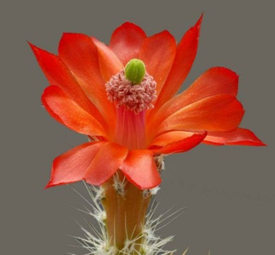 أزهار الصبار Cactus-flowers-25