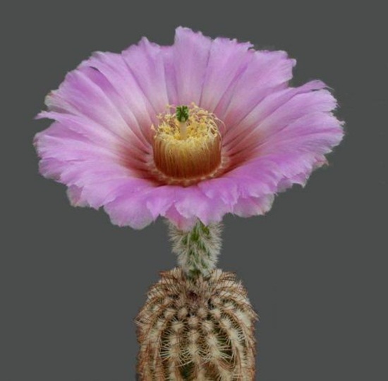 أزهار الصبار Cactus-flowers-26