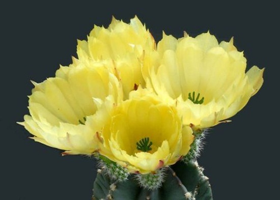 أزهار الصبار Cactus-flowers-27