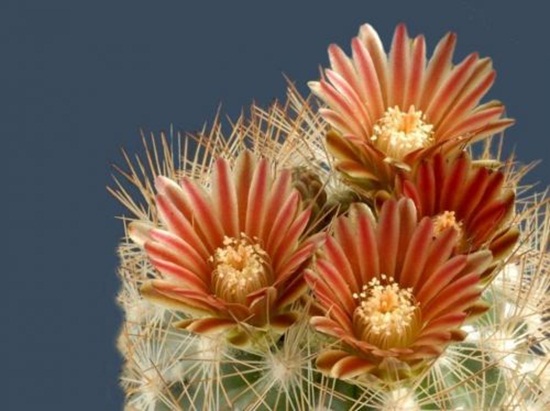 أزهار الصبار Cactus-flowers-28