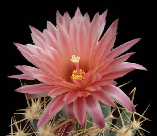 أزهار الصبار Cactus-flowers-29