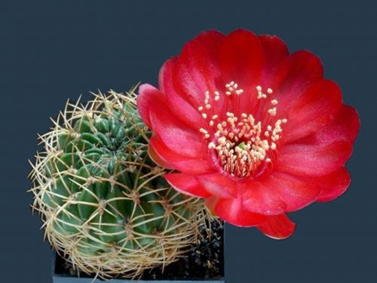 أزهار الصبار Cactus-flowers-30