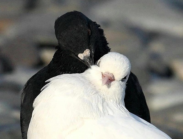 காதலர் தினம் {சிறப்பு பதிவு} Love-birds-kissing-01