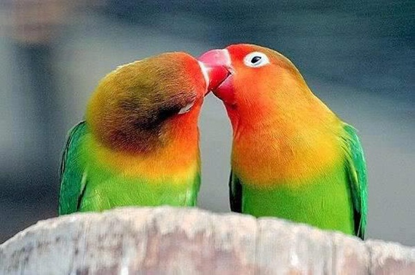 காதலர் தினம் {சிறப்பு பதிவு} Love-birds-kissing-03