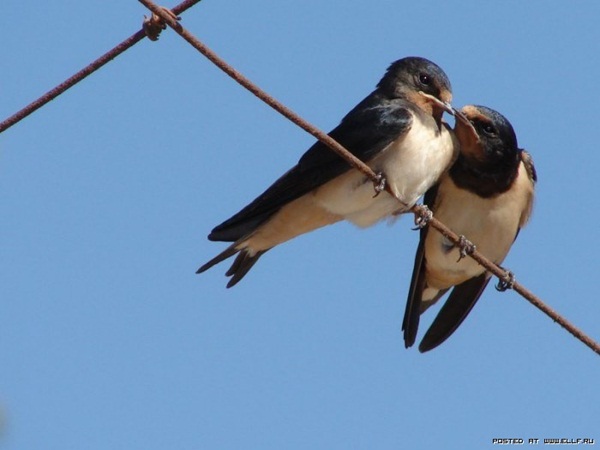 காதலர் தினம் {சிறப்பு பதிவு} Love-birds-kissing-06