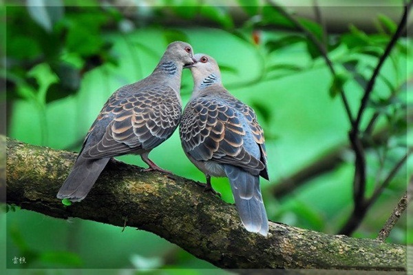 காதலர் தினம் {சிறப்பு பதிவு} Love-birds-kissing-07