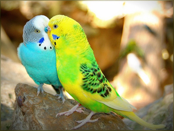 காதலர் தினம் {சிறப்பு பதிவு} Love-birds-kissing-09