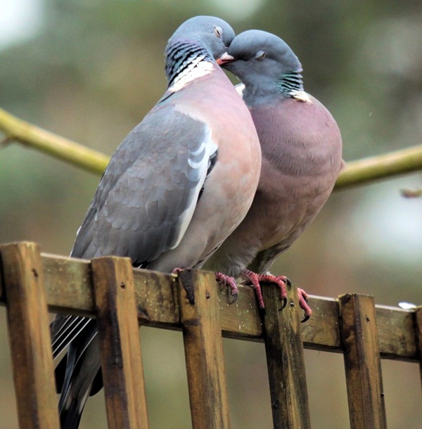 காதலர் தினம் {சிறப்பு பதிவு} Love-birds-kissing-18