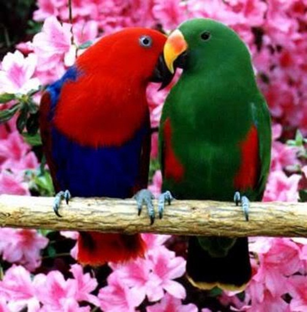 காதலர் தினம் {சிறப்பு பதிவு} Love-birds-kissing-20