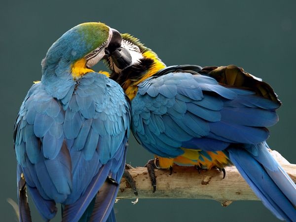 காதலர் தினம் {சிறப்பு பதிவு} Love-birds-kissing-24