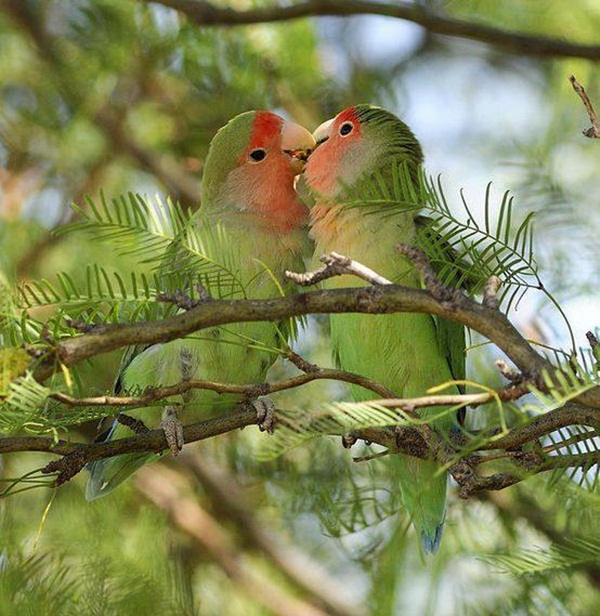 காதலர் தினம் {சிறப்பு பதிவு} Love-birds-kissing-29