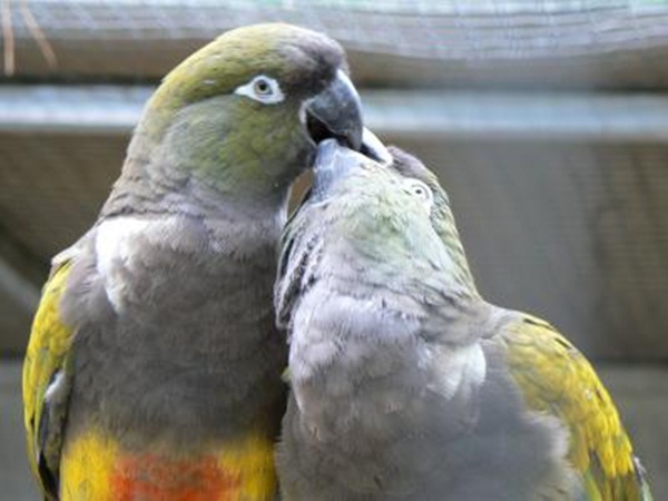 காதலர் தினம் {சிறப்பு பதிவு} Love-birds-kissing-30