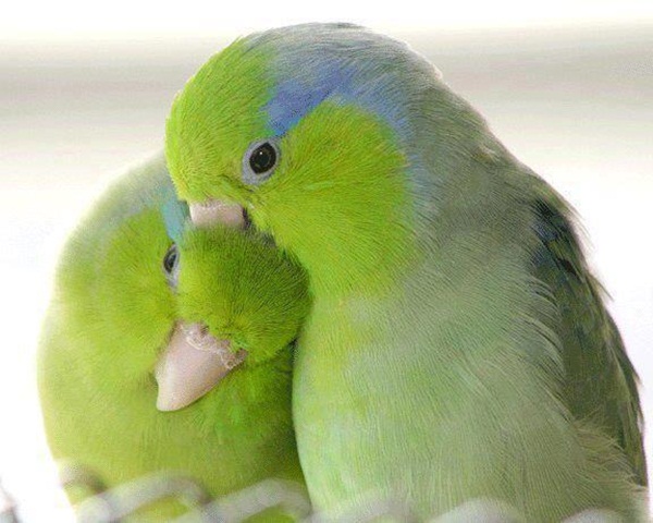 காதலர் தினம் {சிறப்பு பதிவு} Love-birds-kissing-33