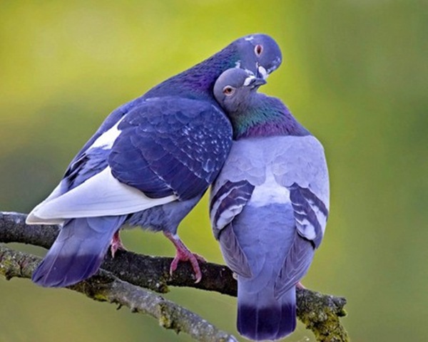 காதலர் தினம் {சிறப்பு பதிவு} Love-birds-kissing-34