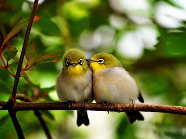 காதலர் தினம் {சிறப்பு பதிவு} Love-birds-kissing-36