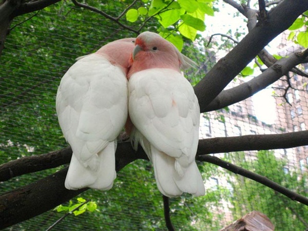 காதலர் தினம் {சிறப்பு பதிவு} Love-birds-kissing-38