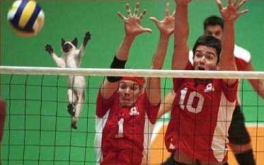 Ảnh Vui Admin Sưu Tập Nè Catvolleyball