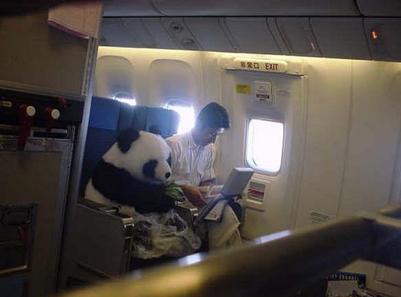 Funny Pictures... 2354-wild-passenger