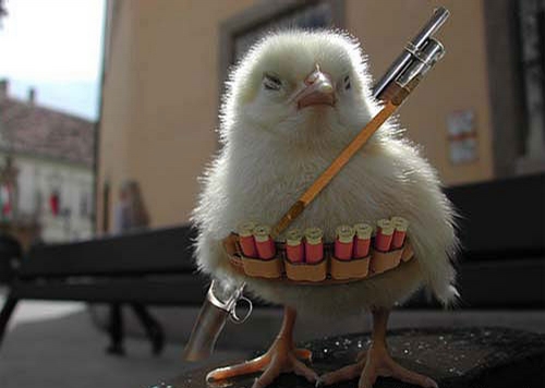 Funny Pictures... 2356-armed-chick