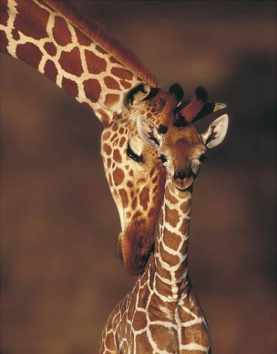 اكبر البوم صور العجائب والغرائب Girafe