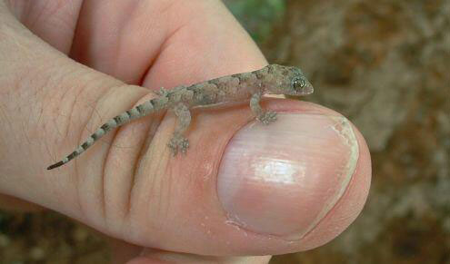 اكبر البوم صور العجائب والغرائب Lizard