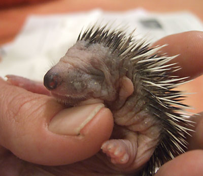 اكبر البوم صور العجائب والغرائب Porcupine