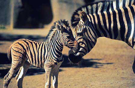 اكبر البوم صور العجائب والغرائب Zebra-baby