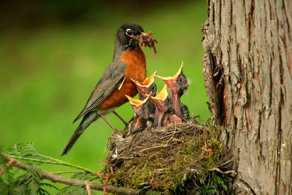 اكبر البوم صور العجائب والغرائب Baby-birds