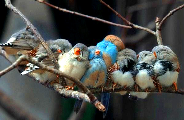 اكبر البوم صور العجائب والغرائب Bird-family