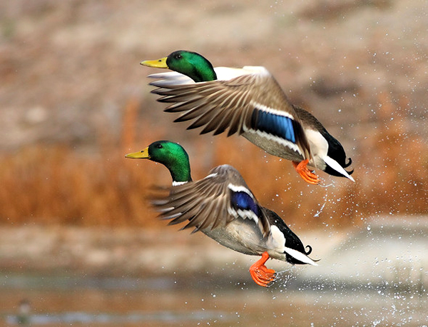 اكبر البوم صور العجائب والغرائب Ducks