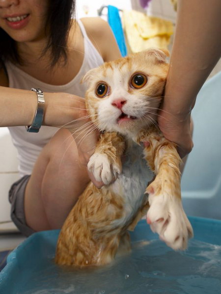 اكبر البوم صور العجائب والغرائب Cat-bath