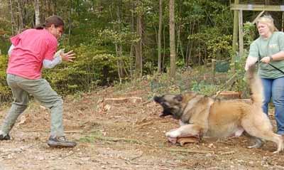 اكبر البوم صور العجائب والغرائب Furious-dog