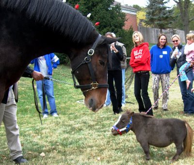 Notrauk aidimas Small-horse