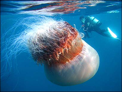  السمك الهلامي ..... Huge-jellyfish