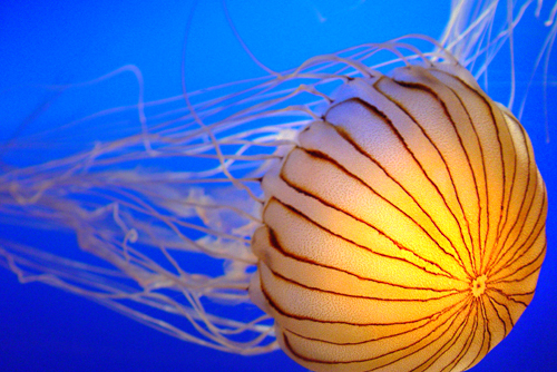 أجمل الوحوش (( قنديل البحر )) Jellyfish