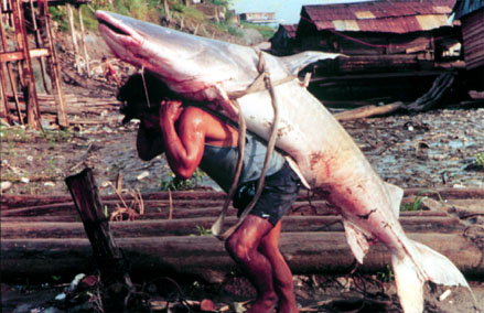 اكبر البوم صور العجائب والغرائب Fishing-shark