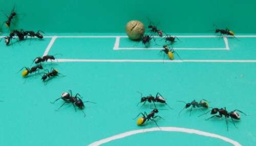 عرائب العالم ؟؟؟؟ Ant-foot