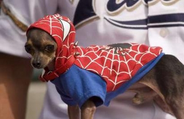   - Page 3 Dog-spiderman