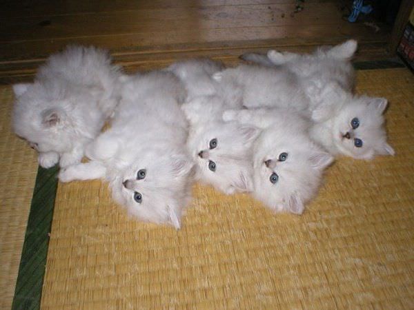 صور قطط Pile_Of_Cats