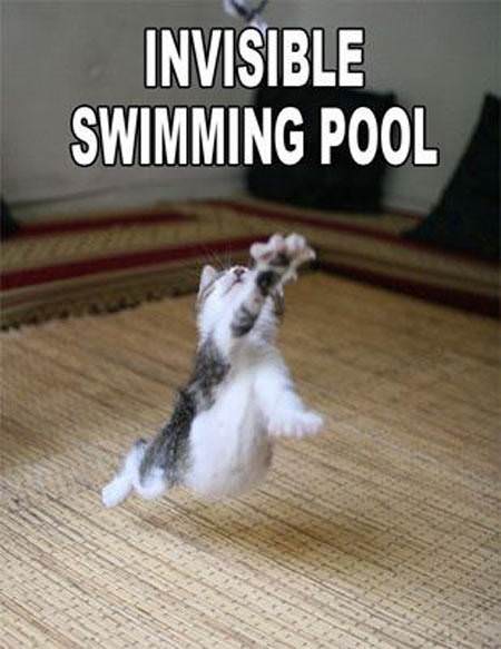 Les chats font des choses avec des trucs invisibles Invisible_swimming_pool