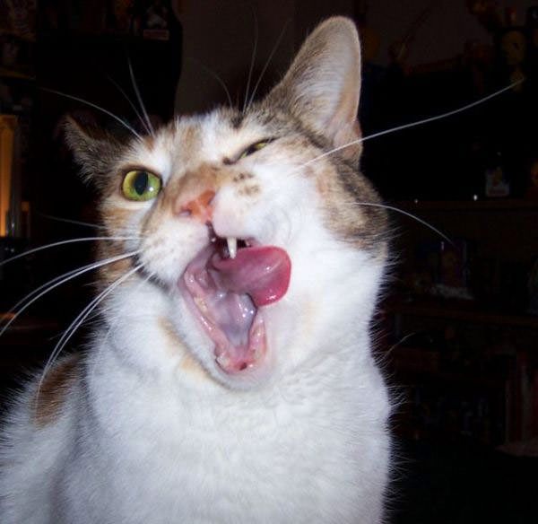 HOTMIU lo dien ne Yawner_cat